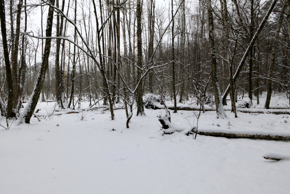 Großer Rohrpfuhl with snow 2021-02-09 01