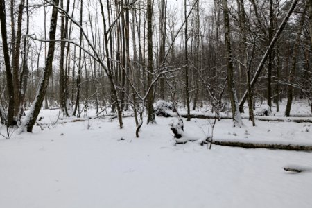 Großer Rohrpfuhl with snow 2021-02-09 01