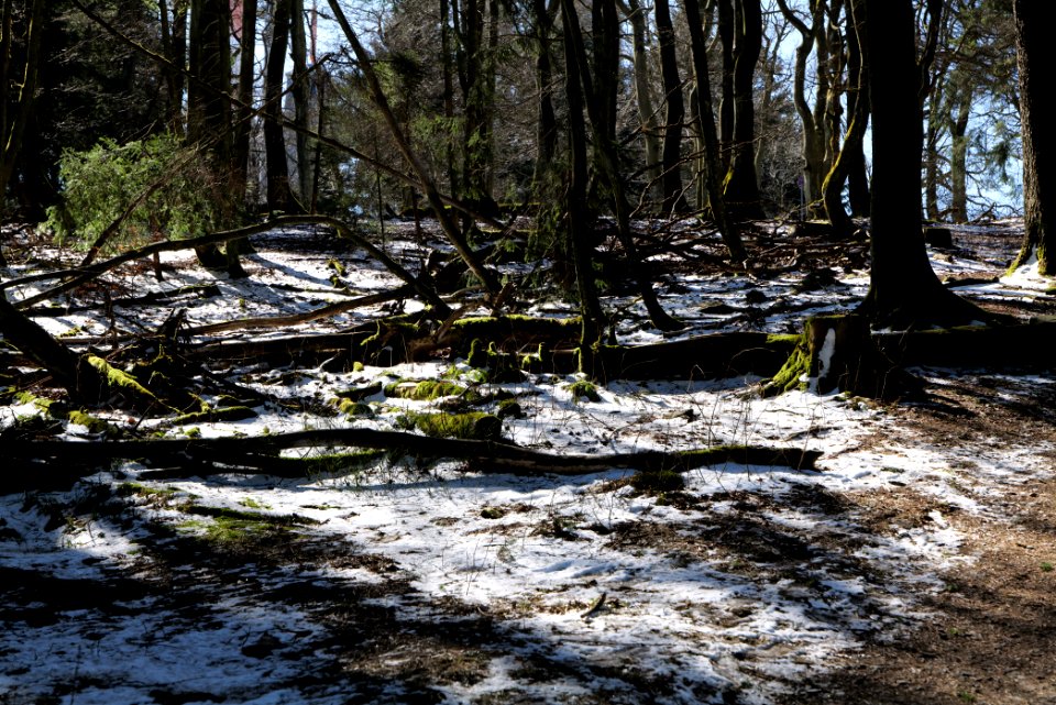 Großer Feldberg 2020-03-23 51