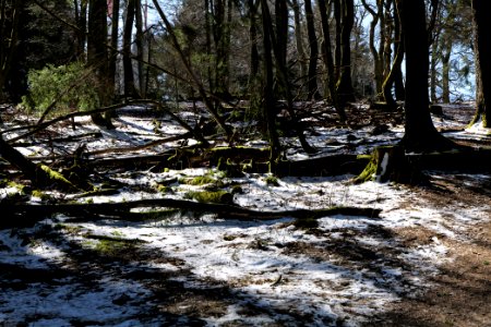 Großer Feldberg 2020-03-23 51