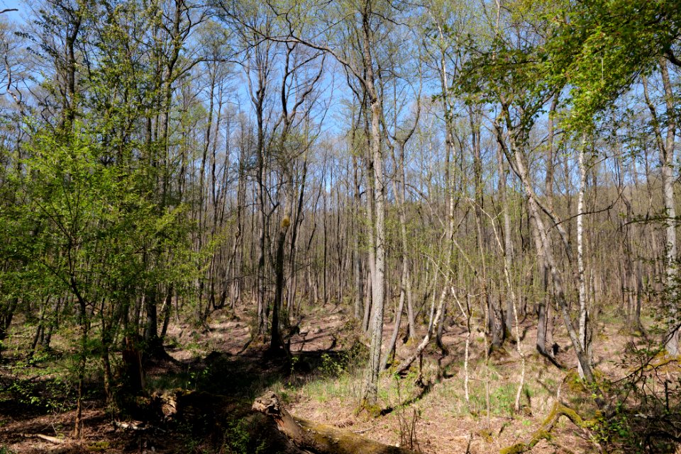Großer und Kleiner Möggelinsee 2021-05-09 53
