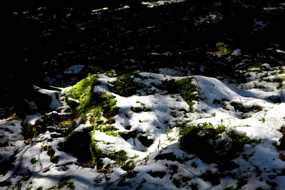 Großer Feldberg 2020-03-23 25