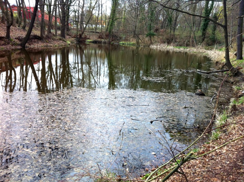 Großer Kreuzerteich 01
