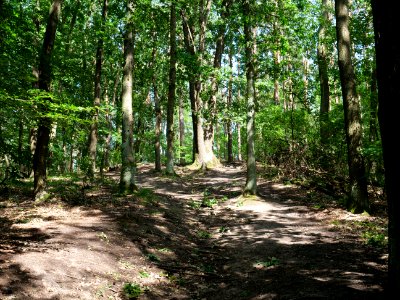 Großer Müggelberg 2019-06-13 26 photo