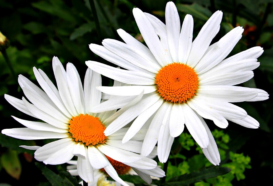 Blossom bloom plant