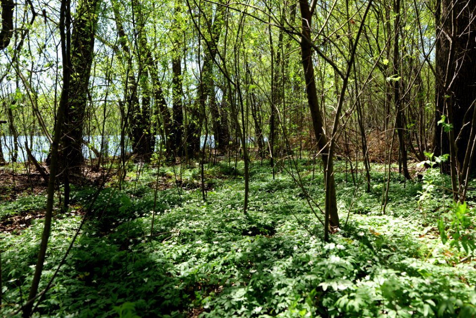 Großer und Westufer Kleiner Zeschsee 2021-05-09 36