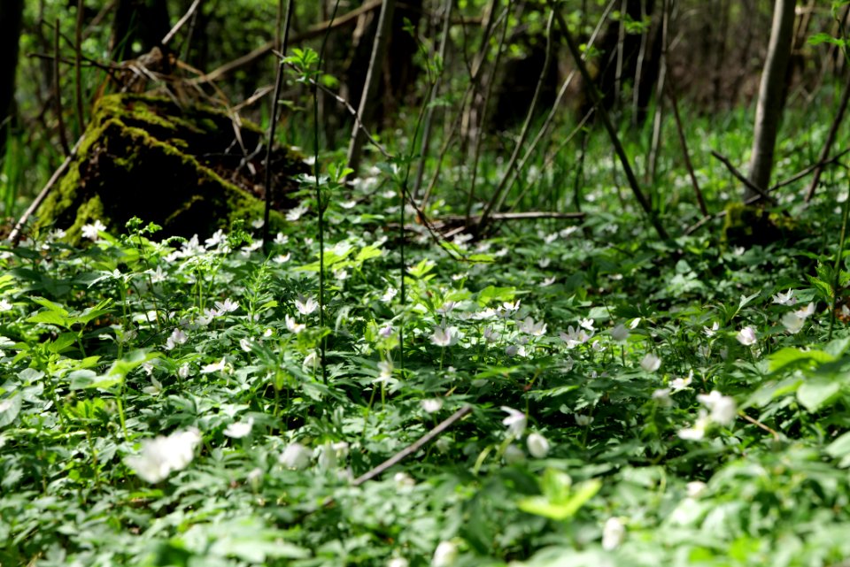 Großer und Westufer Kleiner Zeschsee 2021-05-09 29