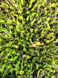 Grimmia pulvinata 56870323