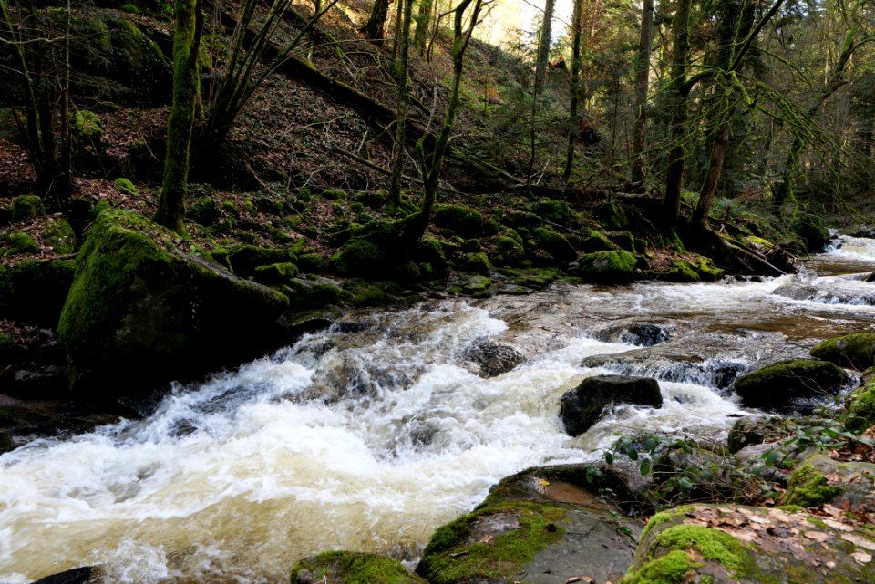 Grobbach 2020-03-13 24