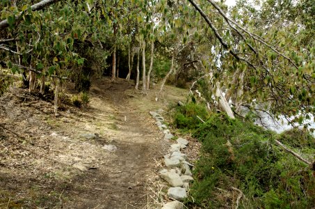 Greens-Beach-path-20070419-024