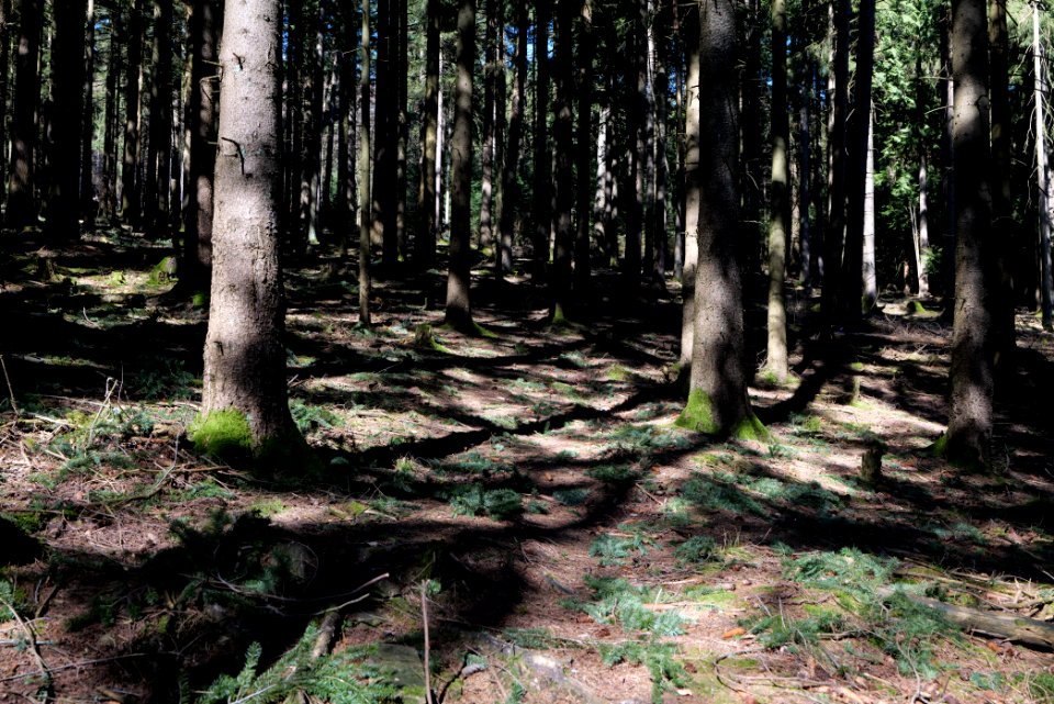 Großer Feldberg 2020-03-23 21