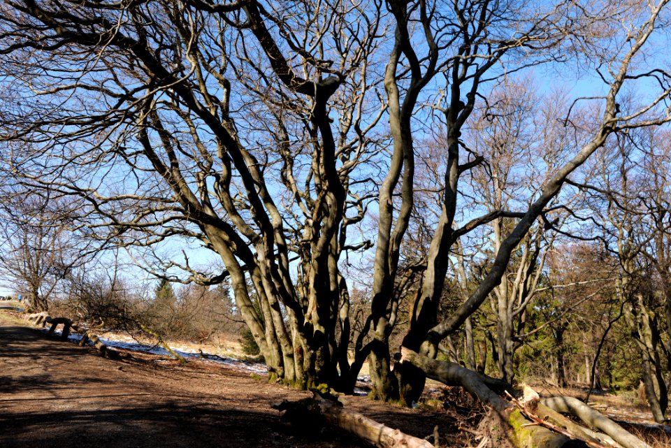Großer Feldberg 2020-03-23 56