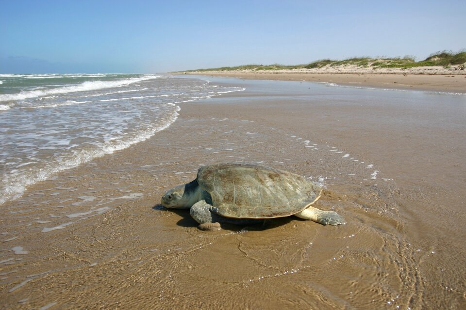 Female sand beach