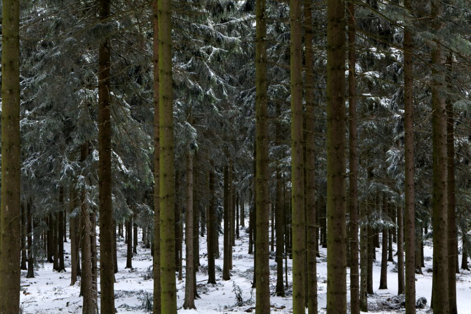 Großer Feldberg with snow 2021-04-06 33