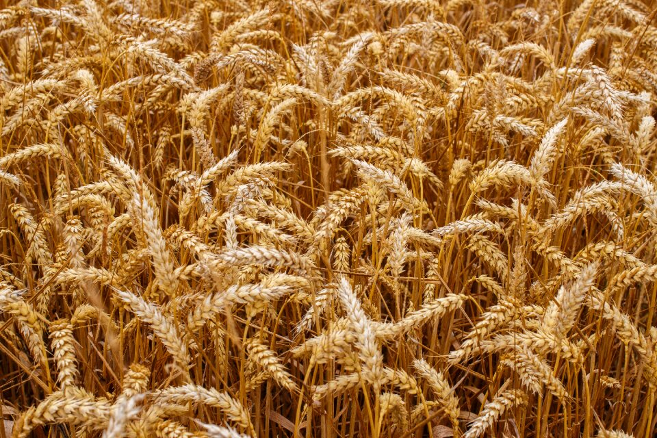 Bread harvest agriculture