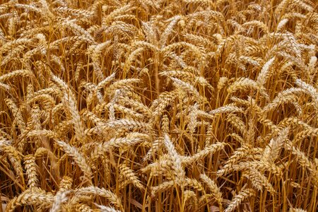 Bread harvest agriculture