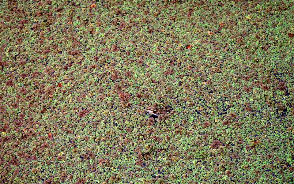 Grenouille camouflée dans les lentilles d'eau