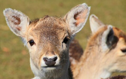 Calf face fallow deer