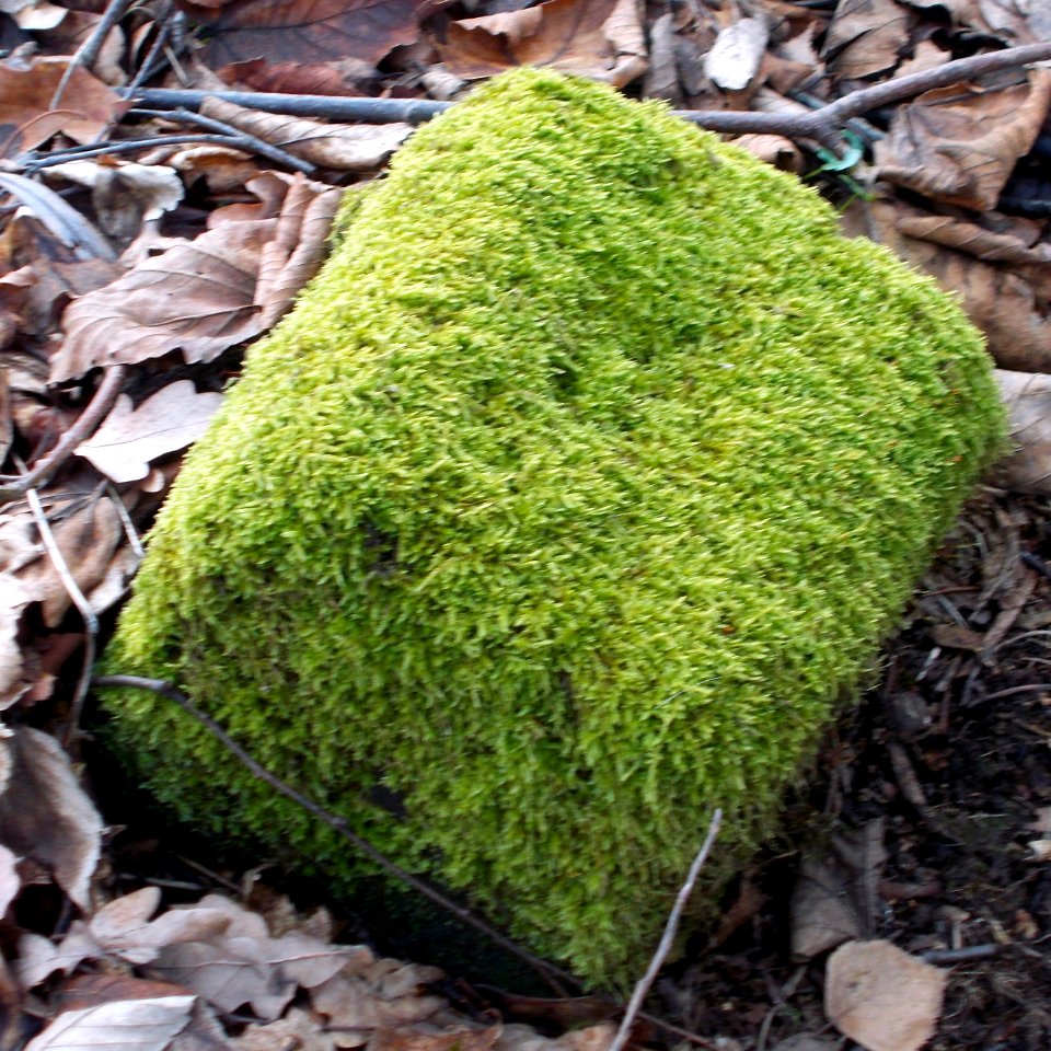 Grenzstein im Almabachtal Pesterwitz