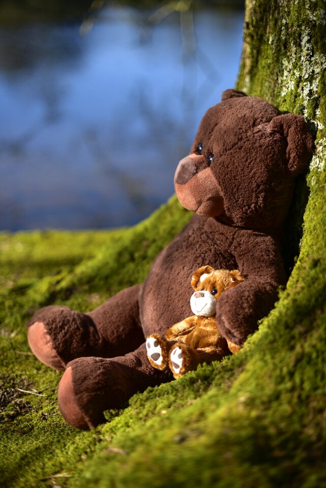 Bear soft cute