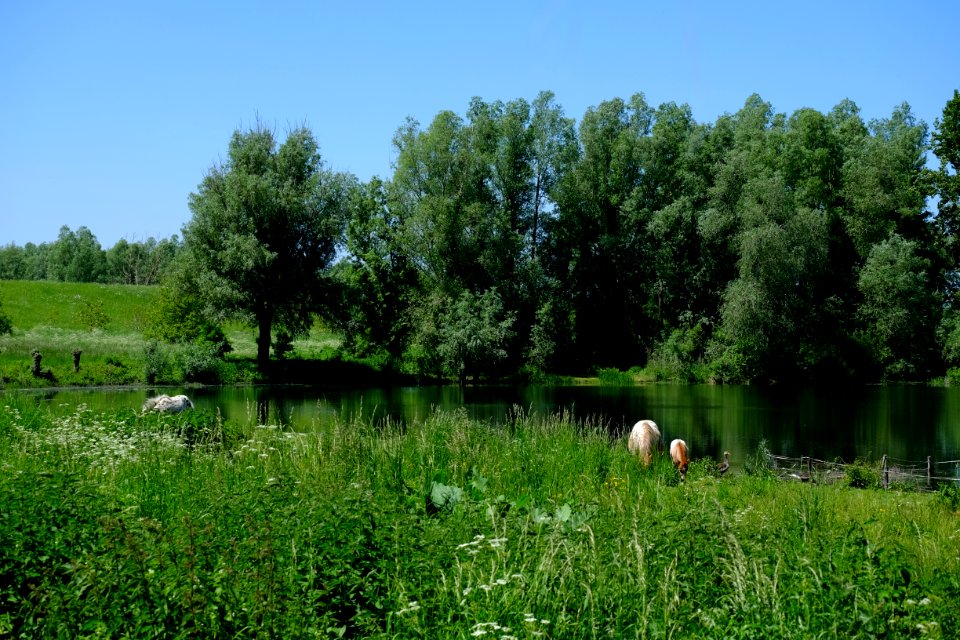 Groene Kolk, Haalderen