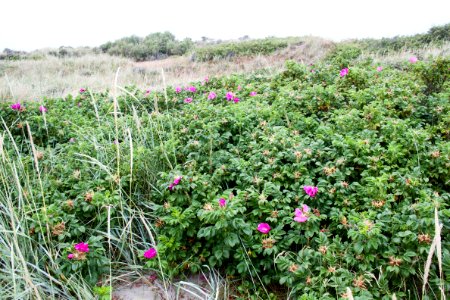 Grenen 2015-07-28-36