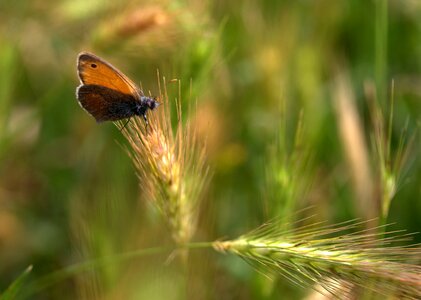 Insecta wings nature