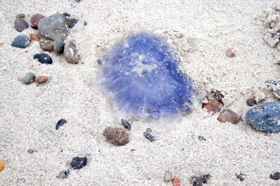 Grenen 2015-07-28-33