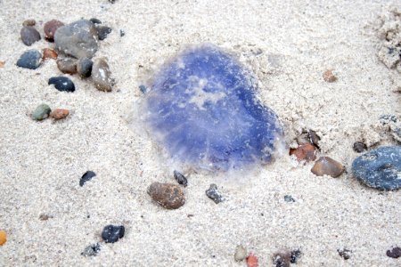 Grenen 2015-07-28-33
