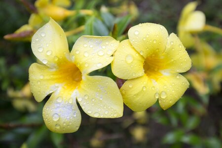 Flower dew yellow bloom photo