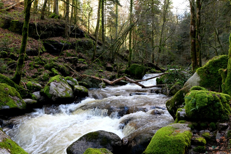 Grobbach 2020-03-13 27