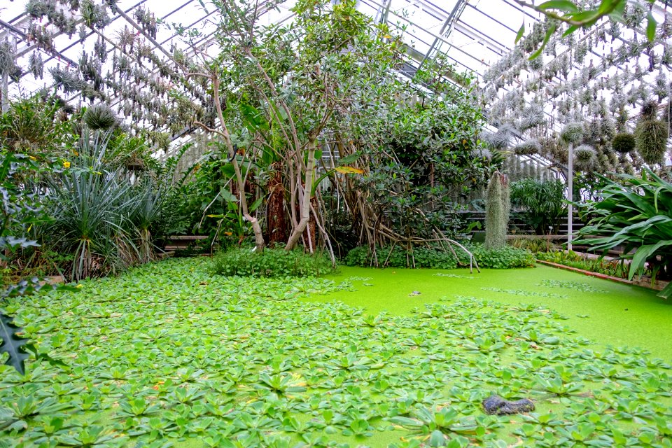 Greenhouse pool - Botanischer Garten - Heidelberg, Germany - DSC01277