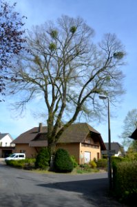 Großholbach, Bildstock Lindenstraße mit Linde