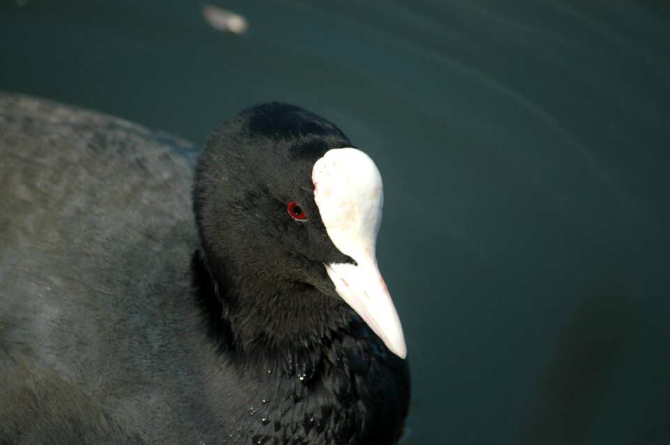 Water bird ralle bird