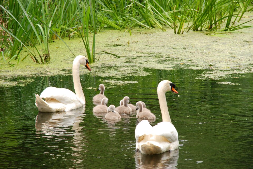 Young parents swimming