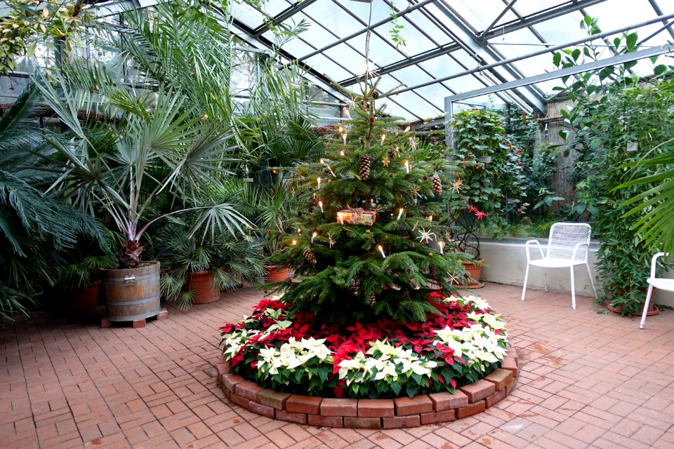 Greenhouse scene - Flora park - Cologne, Germany - DSC00587