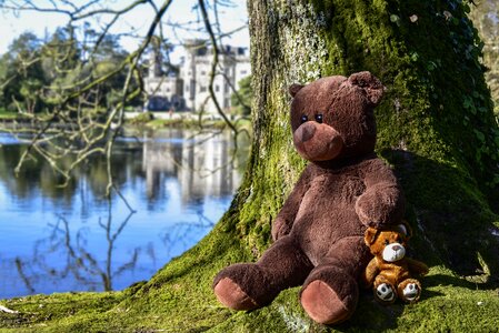Bear soft cute