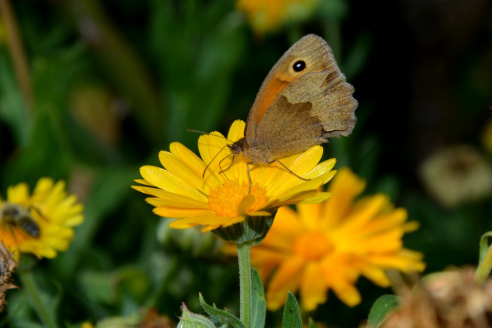 Großes Ochsenauge Maniola jurtina auf Blüte