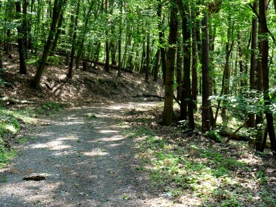 Großer Müggelberg 2019-06-13 02 photo