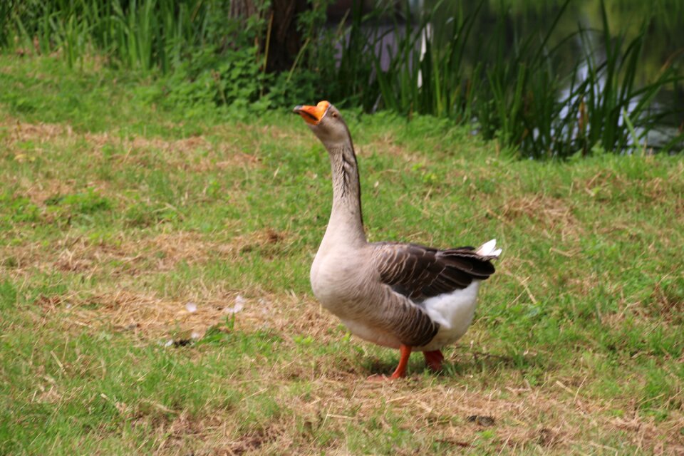 Waterfowl animal pasture