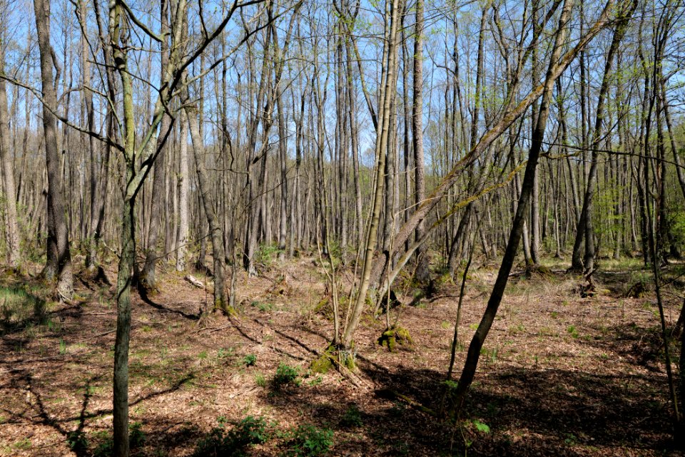 Großer und Kleiner Möggelinsee 2021-05-09 42