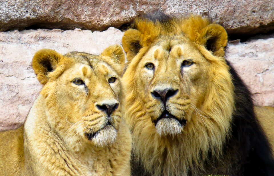 Mane big cat predator