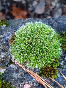 Grimmia pulvinata 105382601