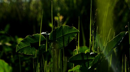 Greenly (214652467)
