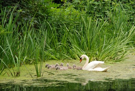 Young swimming safely