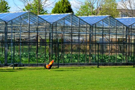 Greenhouses in Bemmel, Lingewaard photo
