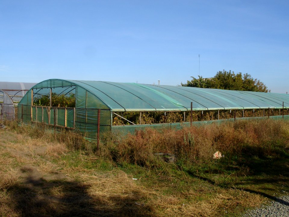 Greenhouse with tomatoes in Chebachiy