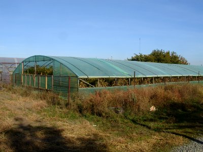 Greenhouse with tomatoes in Chebachiy