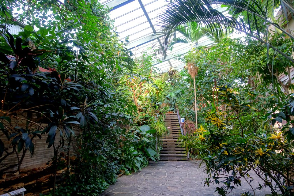 Greenhouse view - Wilhelma Zoo - Stuttgart, Germany - DSC01975