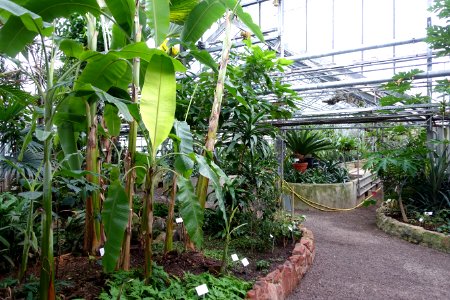 Greenhouse scene - Botanischer Garten - Heidelberg, Germany - DSC01055